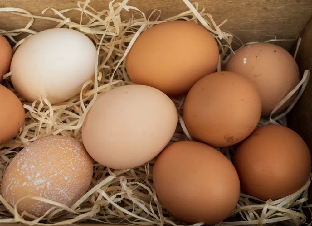 Uova fresche di gallina in una cassetta con la paglia